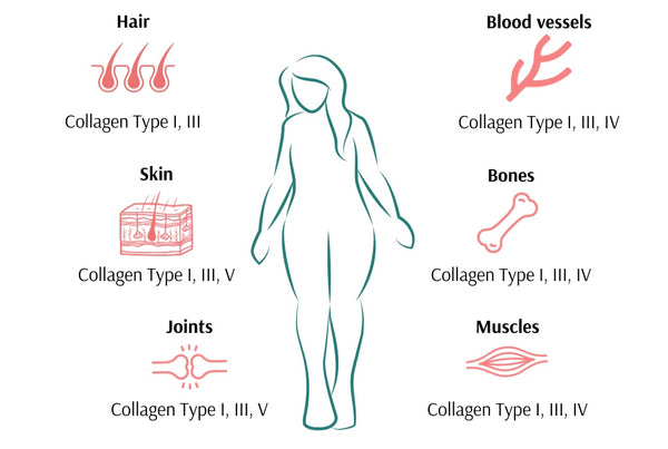 collagen types xbyx menopause