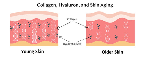 collagen hyaluron and skin aging xbyx menopause