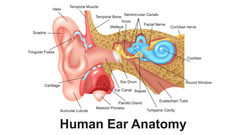 noise induced hearing loss