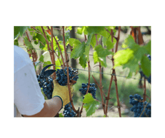 vineyard safety gloves