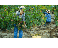 vineyard safety