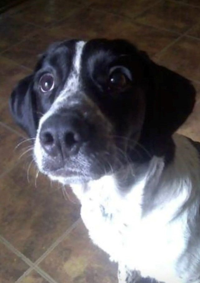 Bailey