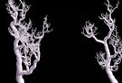 Computer Generated Trees