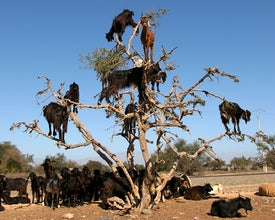 Goats in Morocco