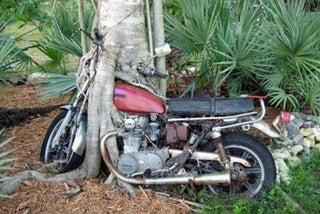 Tree Eats Motocycle