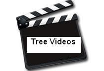 Tree Videos