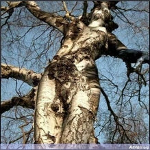 Woman Tree Spirit