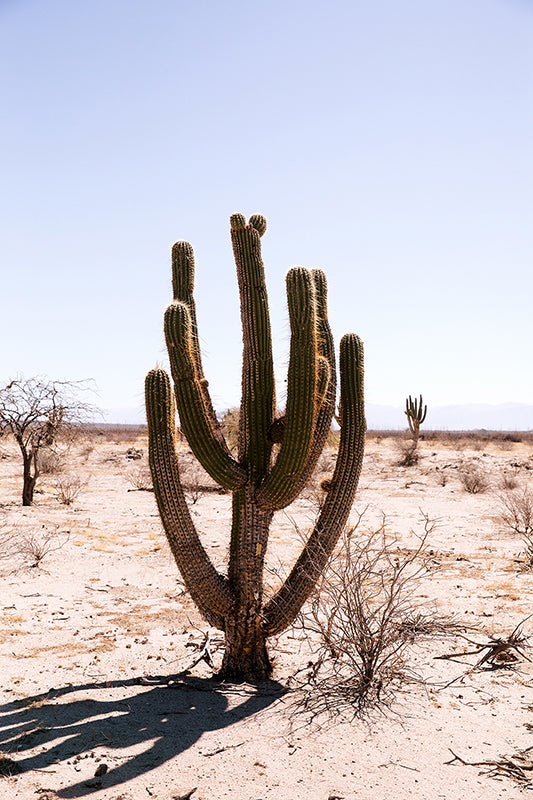 Cactus #27 – Pampa