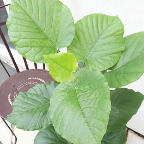 観葉植物 フィカス ウンベラータ