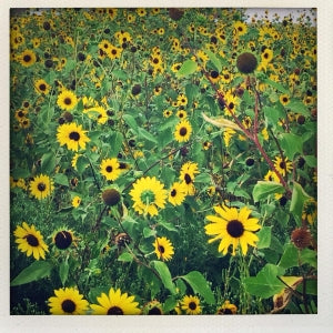 sunflowers