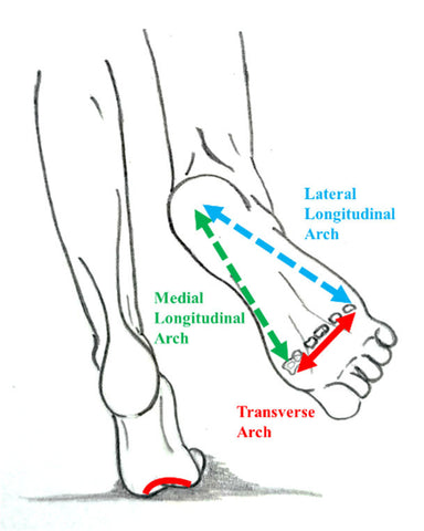 Unraveling the Foot's Wonders: Medial, Lateral, and Transverse Arches ...