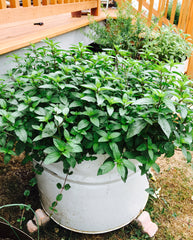 Chocolate Peppermint Herb
