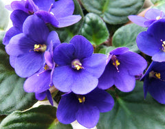 Edible Violet Flower