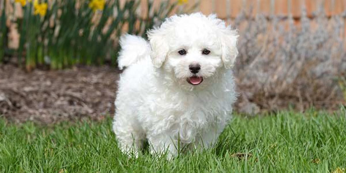 Bischon Frise, cute dog on green grass