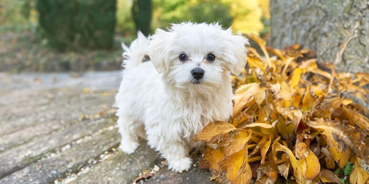 Bolognese toy breed