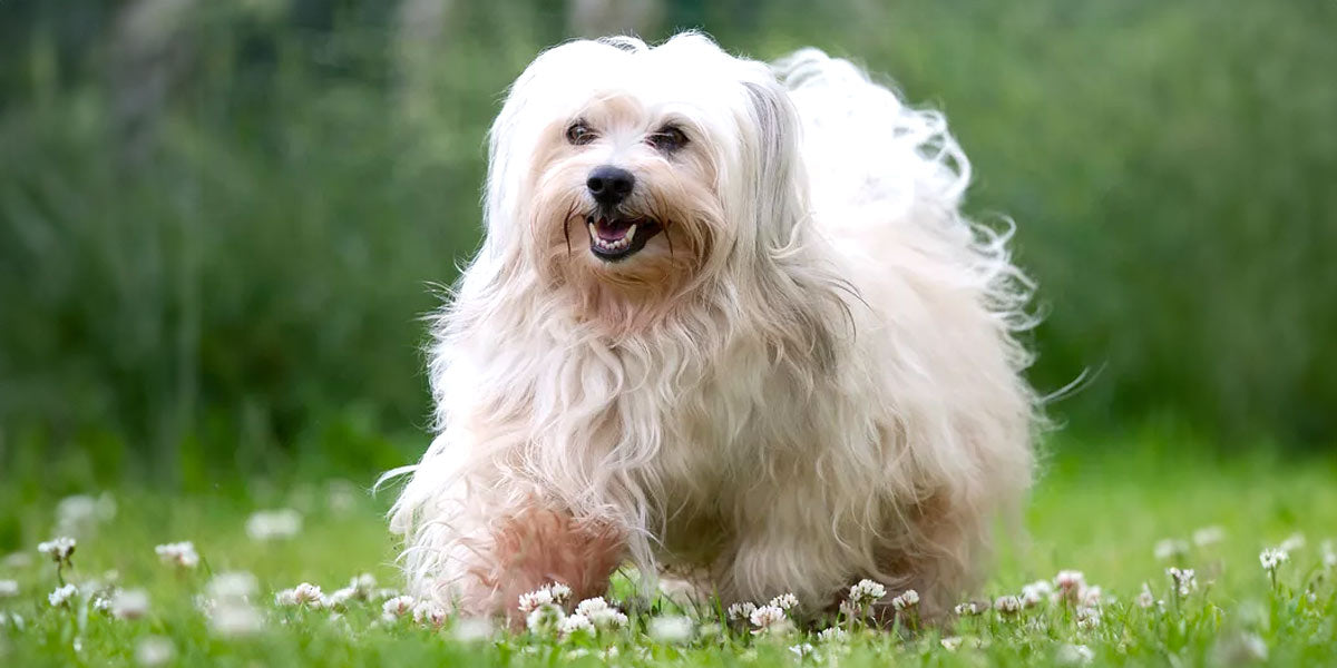 Havanese