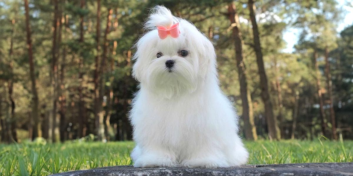 Maltese