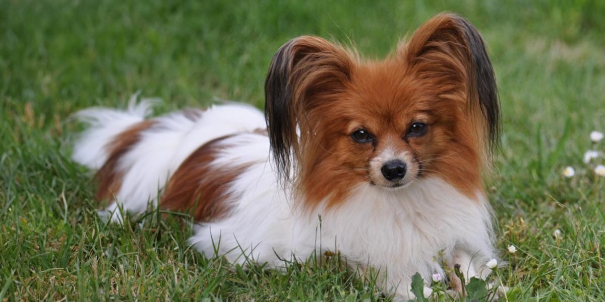 Papillion