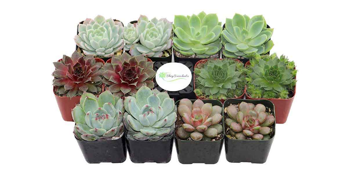 Rosette Succulent by Shop Succulents