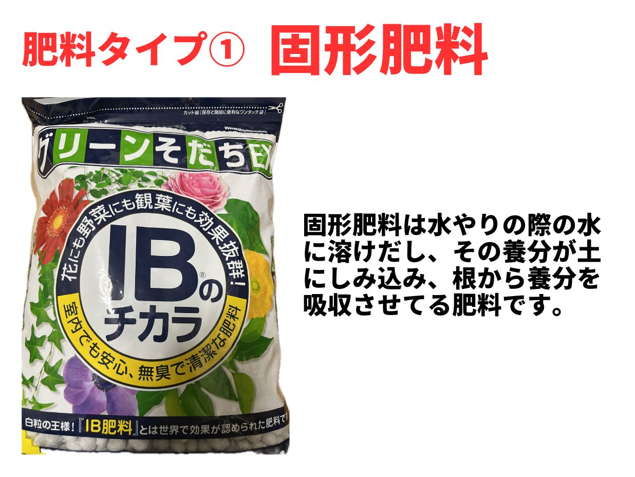 ベンジャミンバロックに最適な固形肥料を解説した画像