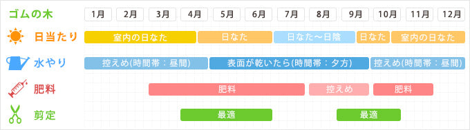 ゴムの木 育て方カレンダー