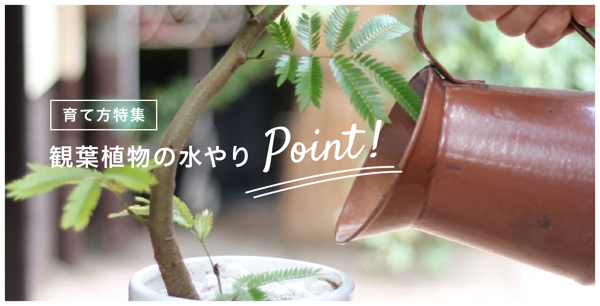 育て方特集 観葉植物の水やりPoint!