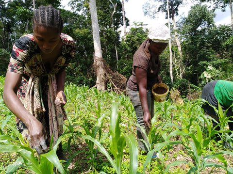 photo of farmers cultivating on their farm