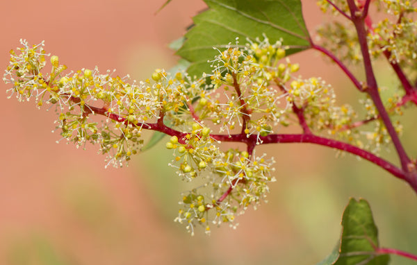 Floraison vigne