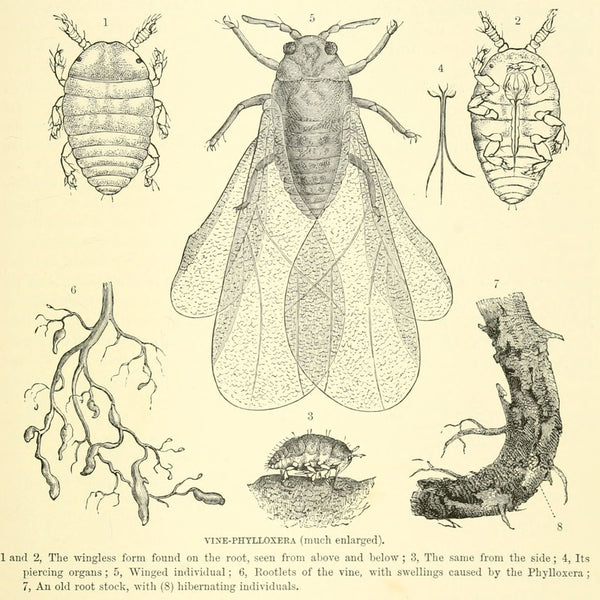 Phylloxera