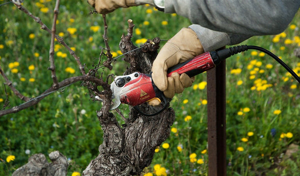 Taille des vignes