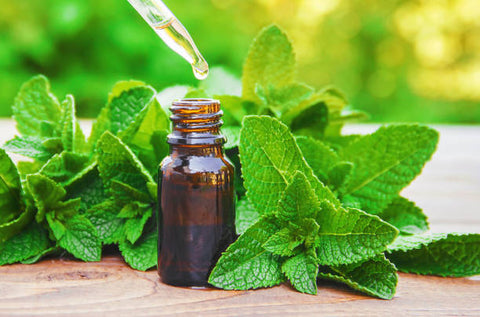 Harrods-Peppermint Oil vs. Extract: Exploring the Differences