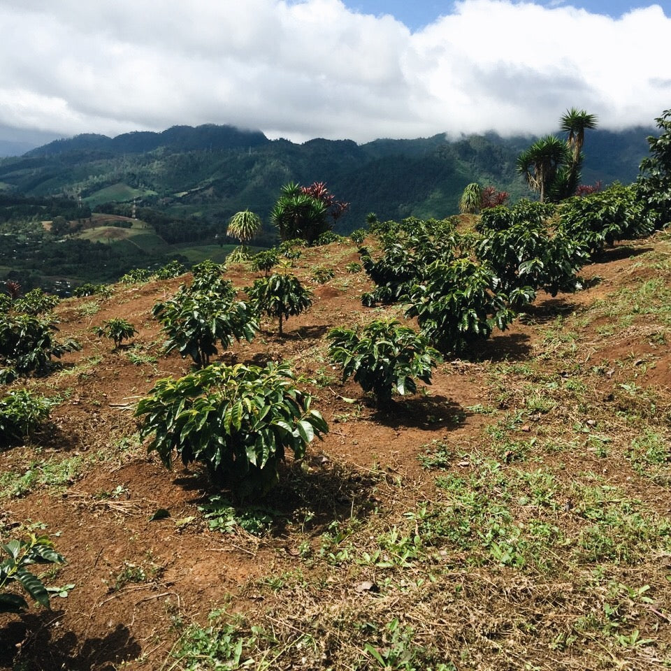 Guatemala Finca Santa Sofia - Blooms Roastery & Craft Tea