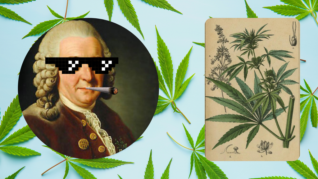 En 1753, Carl Linnaeus, califico por primera vez las variedades sativas