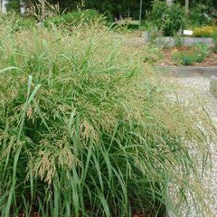 Panicum virgatum 'Cape Breeze' Compact Switch Grass – Kelly Nursery LLC