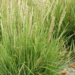 Sesleria autumnalis