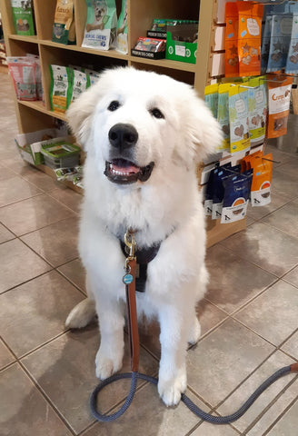 chien heureux poil brossé lustré blanc boutique doggo en laisse