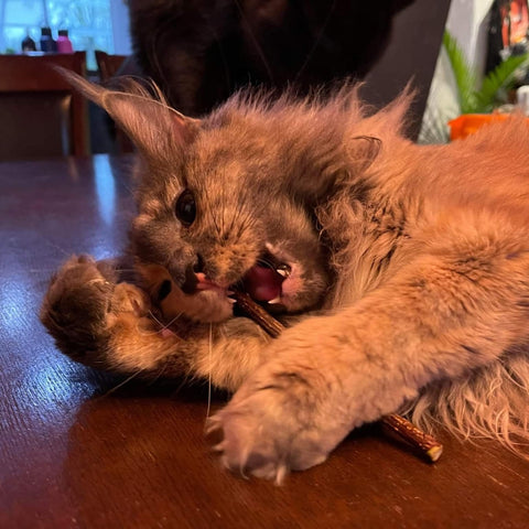 chat heureux dentition saines baton machoir