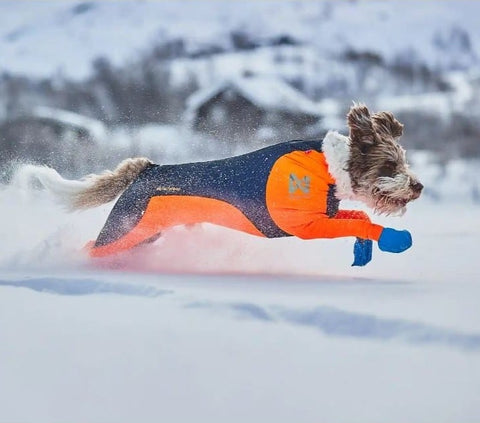 chien heureux sport hiver