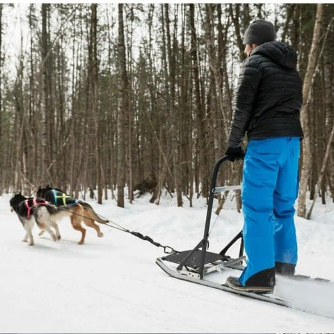 chien traineau hiver Quebec