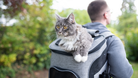 sac à dos de transport pour chat