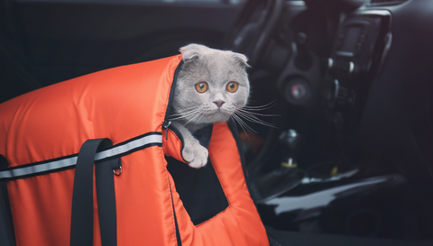 sac à dos de transport pour chat