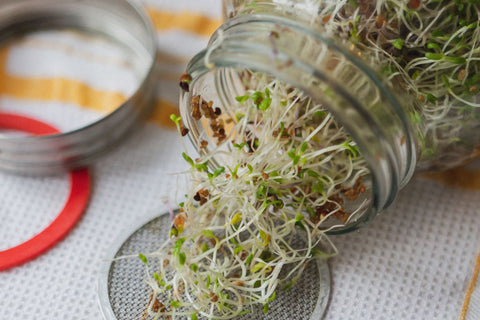 sprouting jar