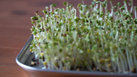 microgreen germination tray