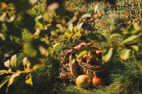 Obst und Gemüse der Saison im Herbst