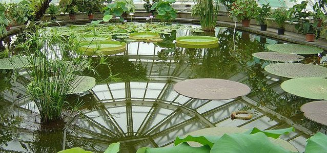 Botanical_Garden_Berlin_Victoria_House_flo