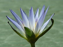 Sacred Blue Lily of the Nile – Loch Ness Water Gardens