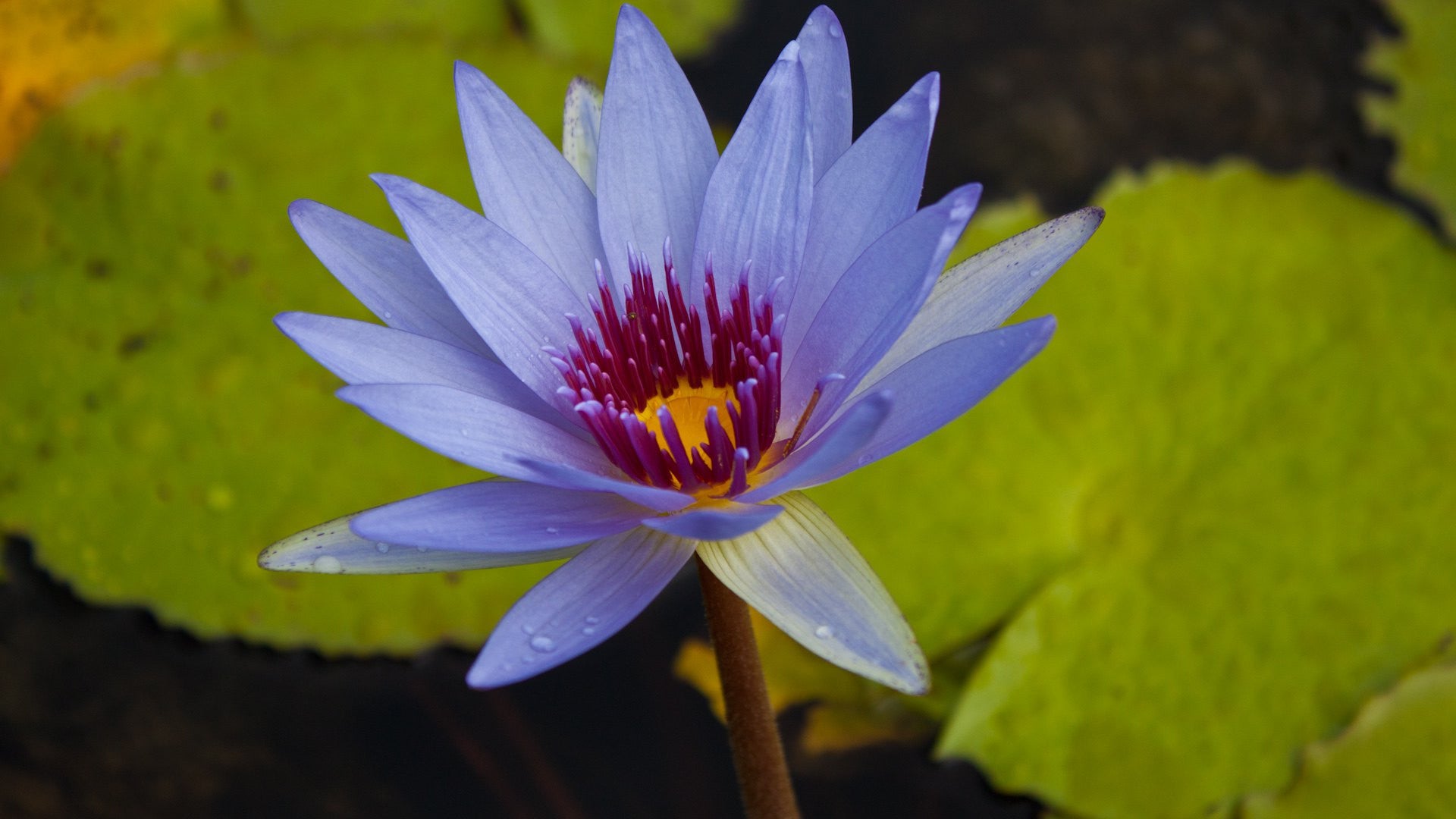 Blue Water Lily Garden Wallpaper Loch Ness Water Gardens Blue Water Lily Garden Wallpaper Loch Ness Water Gardens