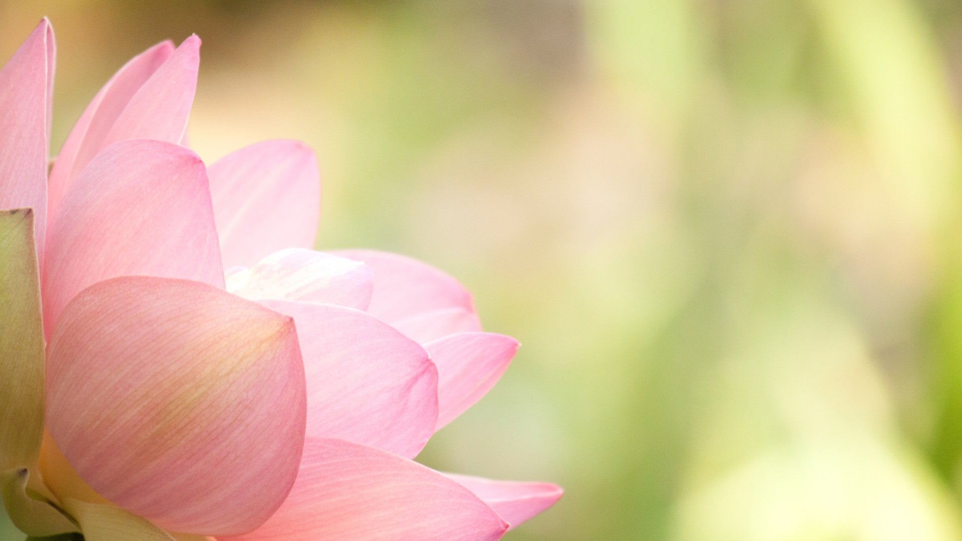 Lotus Wallpaper Images | Free Photos, PNG Stickers, Wallpapers &  Backgrounds - rawpixel