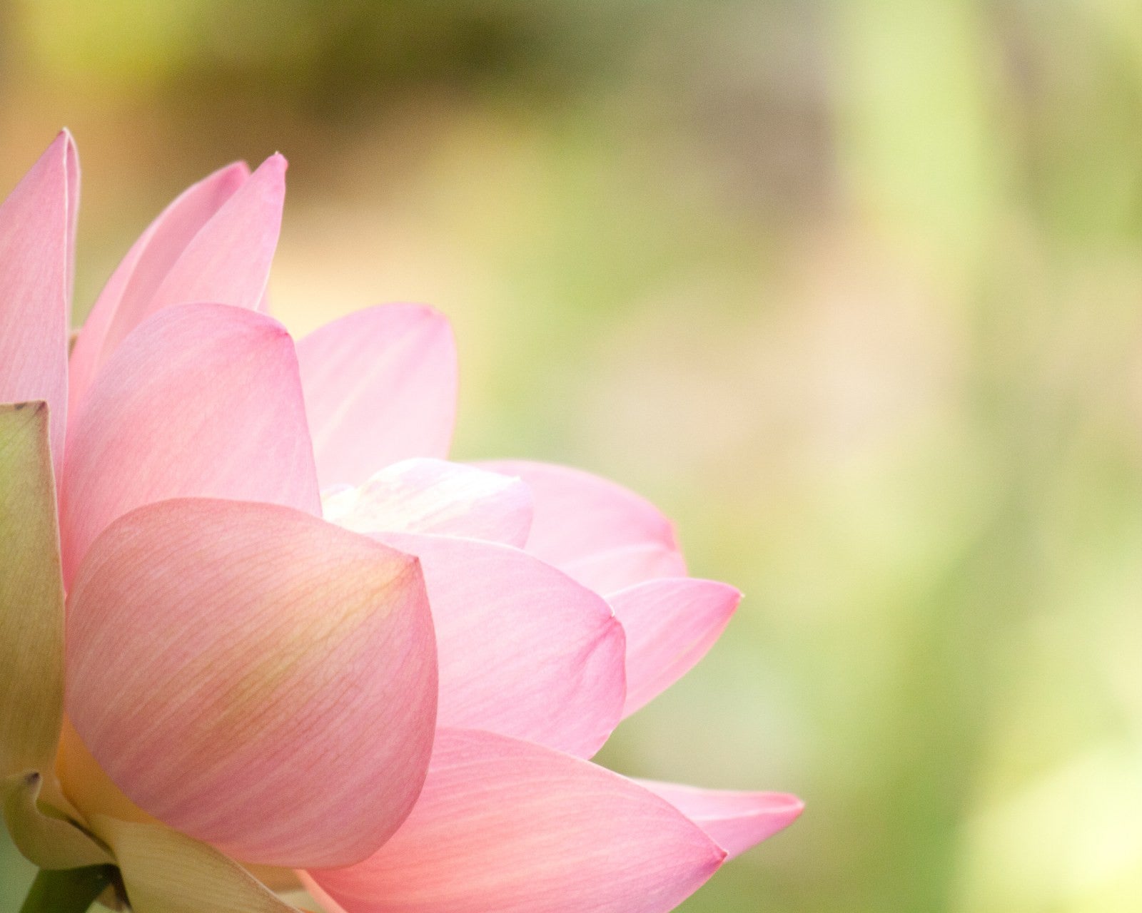 lotus backgrounds