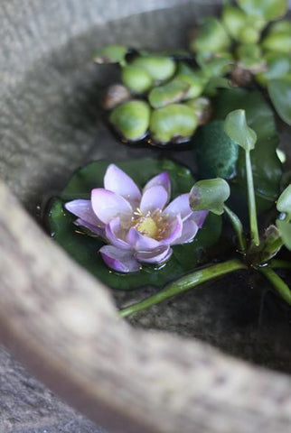 nelumbonucifera